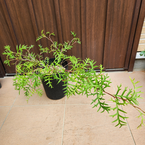 這性 グレビレア ブロンズランバー 鉢植え オージープランツ