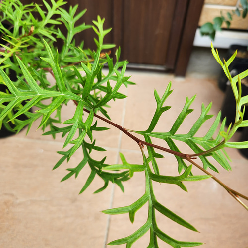 這性 グレビレア ブロンズランバー 鉢植え オージープランツ