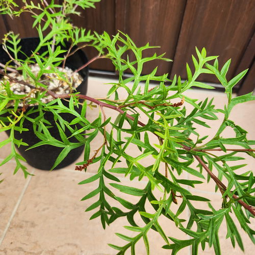 たいがページ　這性　グレビレア　ブロンズランバー　鉢植え　オージープランツ 這性 グレビレア ブロンズランバー 鉢植え オージープランツ