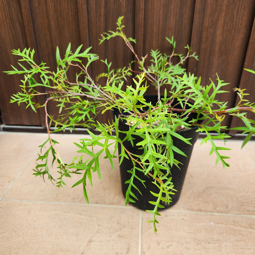 這性 グレビレア ブロンズランバー 鉢植え オージープランツ