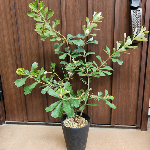 コーストバンクシア 鉢植え9 苗 苗木 ワイルドフラワー オージー