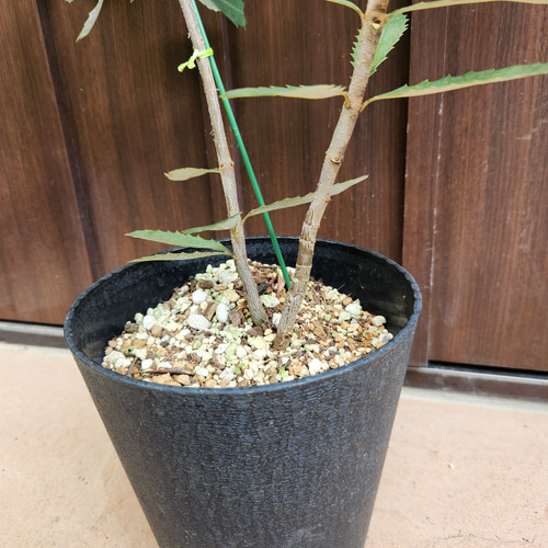 コーストバンクシア　鉢植え　苗木　オージープランツ　ロックガーデン コーストバンクシア 鉢植え9 苗 苗木 ワイルドフラワー オージー