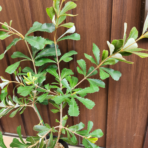 コーストバンクシア　鉢植え　苗木　オージープランツ　ロックガーデン コーストバンクシア 鉢植え9 苗 苗木 ワイルドフラワー オージー