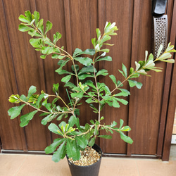 コーストバンクシア 鉢植え9 苗 苗木 ワイルドフラワー オージー