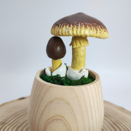 きのこ 様用 カップきのこ チャタマゴタケ その他インテリア雑貨 みもみよ 通販