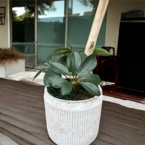 光触媒　人工観葉植物　ウォールグリーン　フェイクグリーン　カポック10350 光触媒 人工観葉植物 ウォールグリーン フェイクグリーン