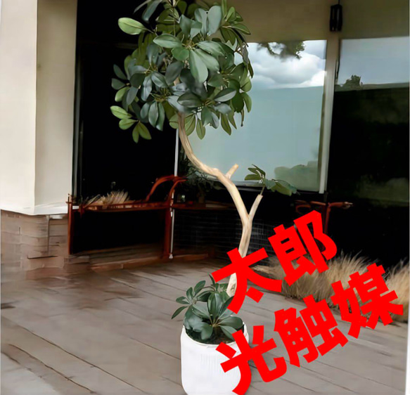 光触媒　人工観葉植物　ウォールグリーン　フェイクグリーン　カポック10350 光触媒 人工観葉植物 ウォールグリーン フェイクグリーン