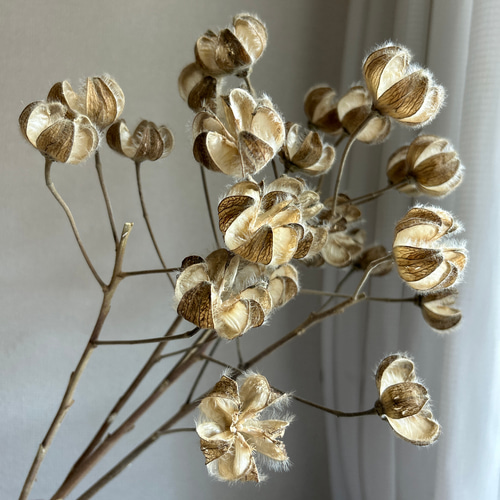 芙蓉(フヨウ)の花殻 ドライフラワー No.184 芙蓉 花殻 100個 ドライフラワー｜Yahoo!フリマ（旧PayPayフリマ）