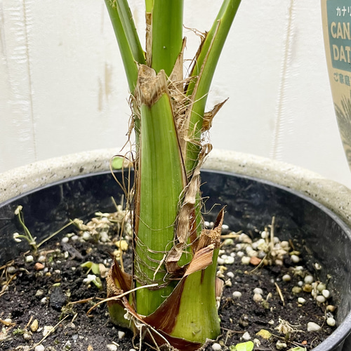 南国の風を感じる カナリーヤシ 屋外OK 植え替えオプション有 その他
