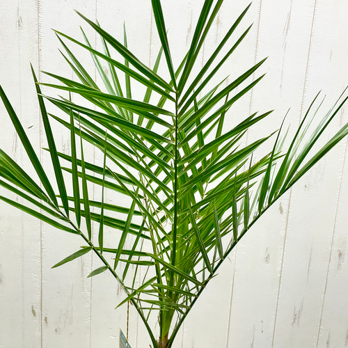 南国の風を感じる カナリーヤシ 屋外OK 植え替えオプション有 その他