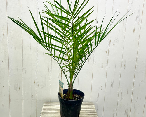 南国の風を感じる カナリーヤシ 屋外OK 植え替えオプション有 その他