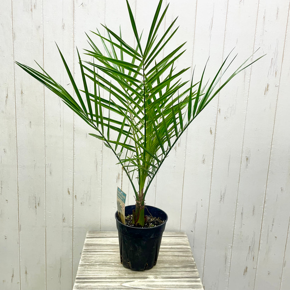 南国の風を感じる カナリーヤシ 屋外OK 植え替えオプション有 その他 