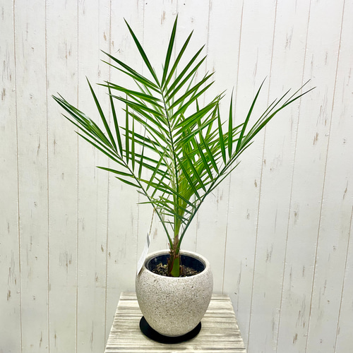 南国の風を感じる カナリーヤシ 屋外OK 植え替えオプション有 その他