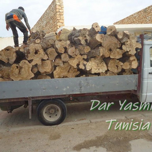 オリーブの木 超特大フリーカット 潔く愚直に生きる姿 約70cm めん棒