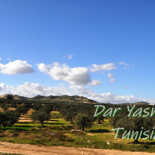 オリーブの木 超特大フリーカット 潔く愚直に生きる姿 約70cm めん棒