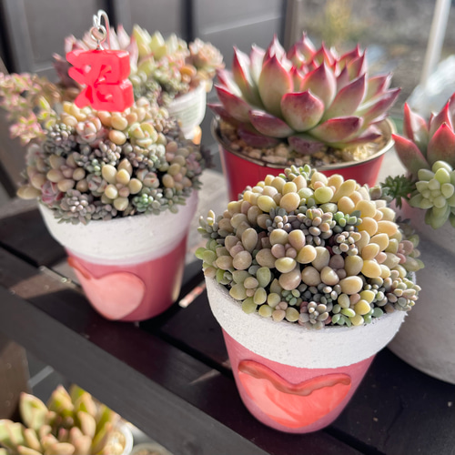 ノベルティ付】リメ鉢 リメイク鉢 ハート 推し鉢 2号 植木鉢