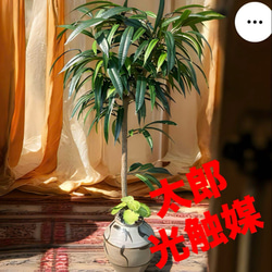 光触媒 人工観葉植物 ウォールグリーン フェイク フラワー