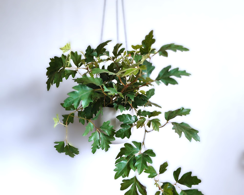 06ee31a7443c26166432757beda18b