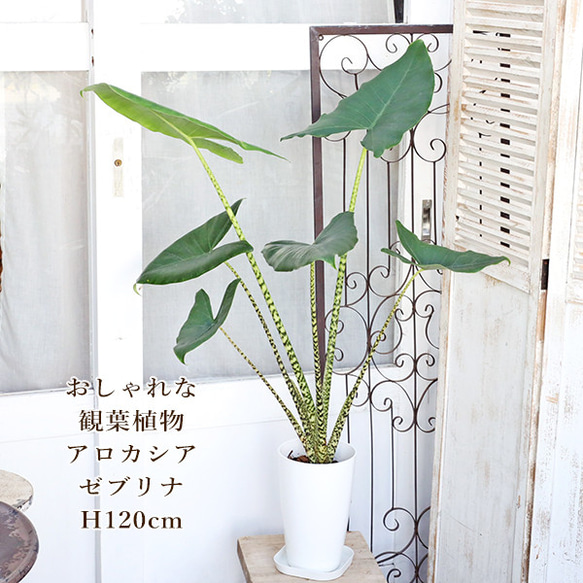 Y*s様 【芋】 アロカシア　ワトソニアナ　斑入り　ピンク　親株極斑 Y*s様 【芋】 アロカシア ワトソニアナ 斑入り ピンク 親株極斑
