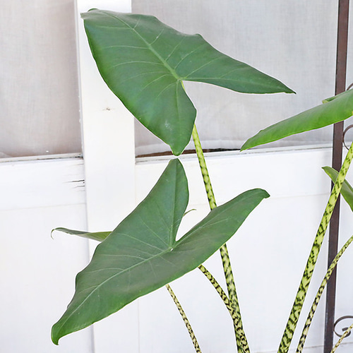 観葉植物 アロカシア ゼブリナ 7号 アローカシア 多年草 半日陰 室内
