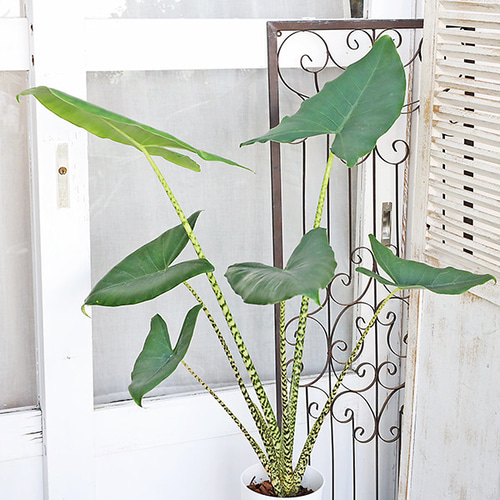 【調整中】ジブリ感ある可愛い見た目！ぽってり幹！アラビカ半島の珍種植物 調整中】ジブリ感ある可愛い見た目！ぽってり幹！アラビカ半島の珍