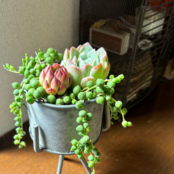 多肉植物寄せ植え 取っ手付きガーデンポット シャムねこ
