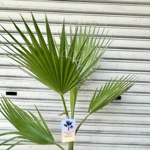 ワシントンヤシ 南国 高さ約100cm