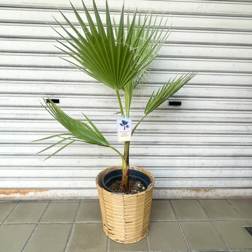 ワシントンヤシ 南国 高さ約100cm