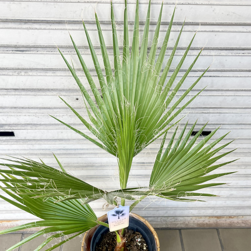 ワシントンヤシ 南国 高さ約100cm