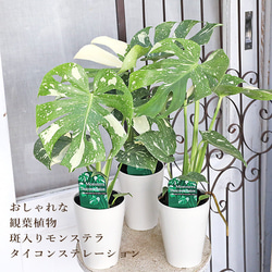観葉植物 斑入りモンステラ タイコンステレーション 4号 H50cm 多年草