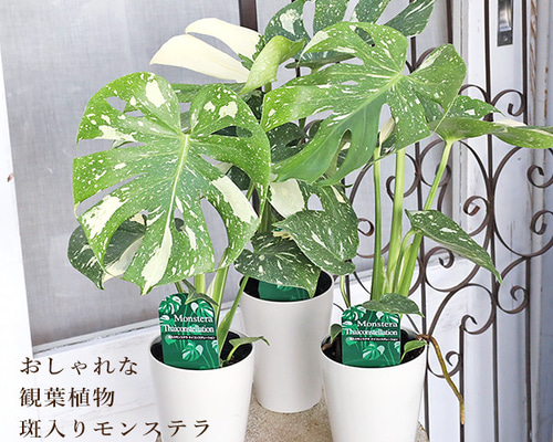 現品⑤⑥モンステラ タイコンステレーション　観葉植物　斑入り　斑入り葉 4eec244c35b7afb6b81004663ca6a8