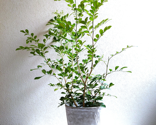 ジャスミン様 リクエスト 4点 まとめ商品 154420385_o2.jpg?