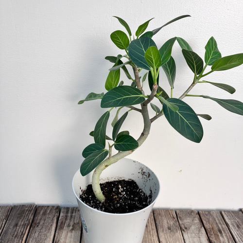 ベンガレンシス＊フィカス＊曲がりの観葉植物＊人気のインテリア 