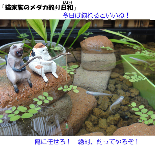 ビオトープ 80L トロ舟＆木枠セット（棚付き） ハウス・小屋 メダカ