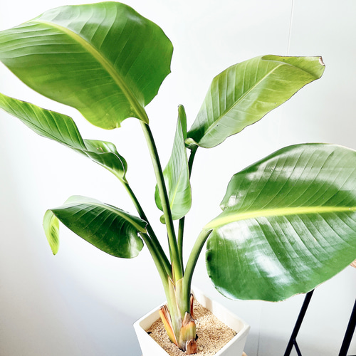 大特価＊ストレリチア・オーガスタ2株植え 観葉植物 calm cafe 多肉