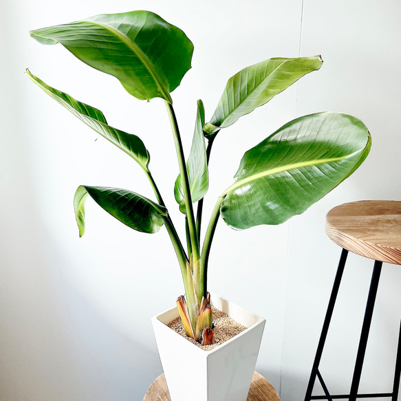 大特価＊ストレリチア・オーガスタ2株植え 観葉植物 calm cafe 多肉