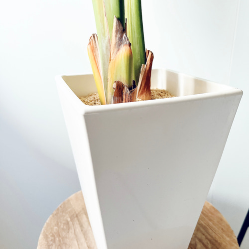 大特価＊ストレリチア・オーガスタ2株植え 観葉植物 calm cafe 多肉
