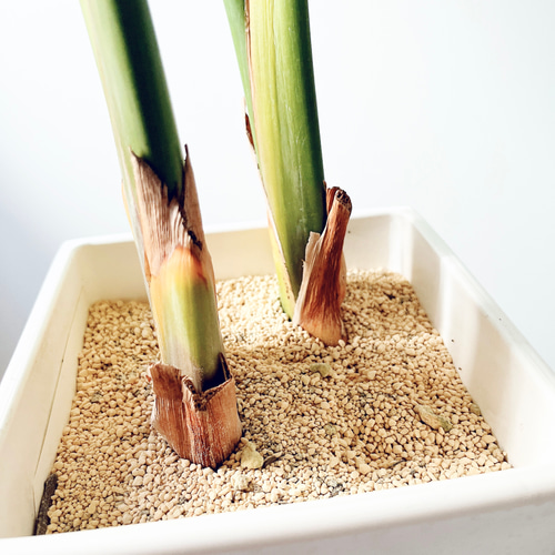 大特価＊ストレリチア・オーガスタ2株植え 観葉植物 calm cafe 多肉