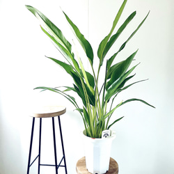 沖縄産】252. エバーフレッシュ 曲がり 8号鉢 観葉植物 大型 多肉植物