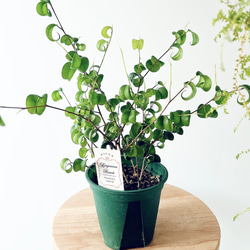 開花中✨ オリーブ チプレッシーノ Lサイズ 観葉植物 calm cafe 特A品】オリーブ チプレッシーノ Lサイズ 観葉植物 calm cafe