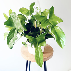 開花中✨ オリーブ チプレッシーノ Lサイズ 観葉植物 calm cafe 特A品】オリーブ チプレッシーノ Lサイズ 観葉植物 calm cafe