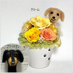 ちょこんと顔出す ダックスフンド（右側）＆ プリザーブドフラワー