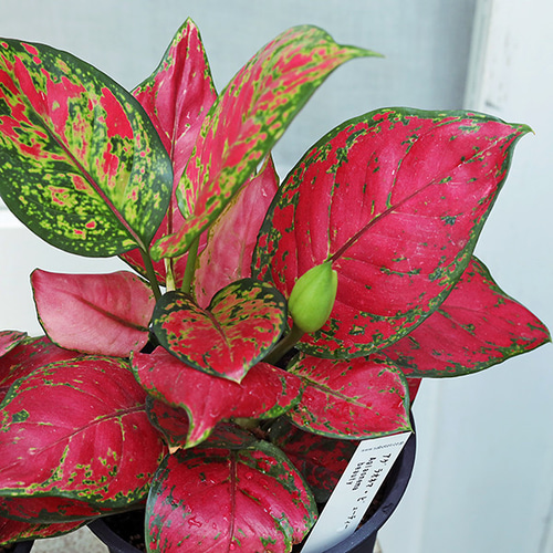 12500⤵️♧❇カラフルなアグラオネマ5品種セット販売です。 12500⤵️❇アグラオネマ5品種セット販売です。 - メルカリ