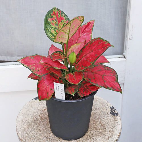 観葉植物 アグラオネマ ビューティー 5号 熱帯植物 赤い葉 斑入り 室内