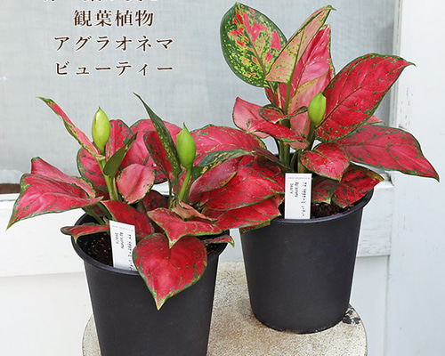 da5cfb47dc465b274826863bf2fb4a