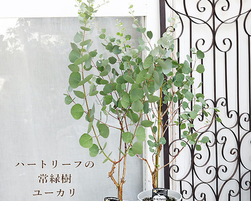ユーカリオリーブ 楽天市場】オリーブ（種類（植物）ユーカリ）の通販
