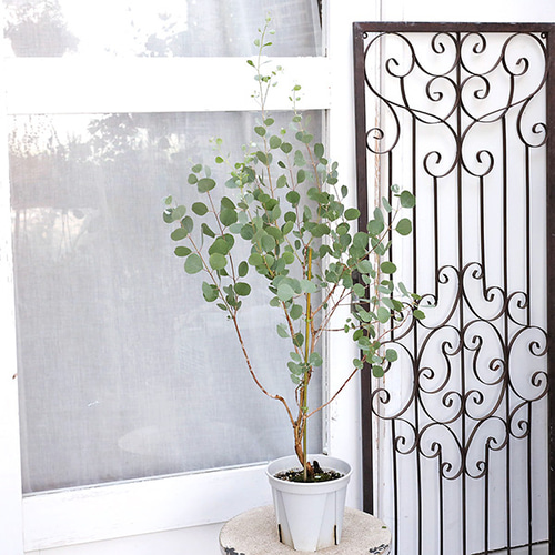 常緑苗木 ハートリーフ ユーカリ オービフォリア 5号 H90cm