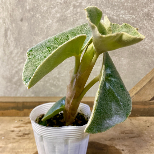 観葉植物 ベゴニア ベノーサ 多肉植物 plant life 通販 19655797