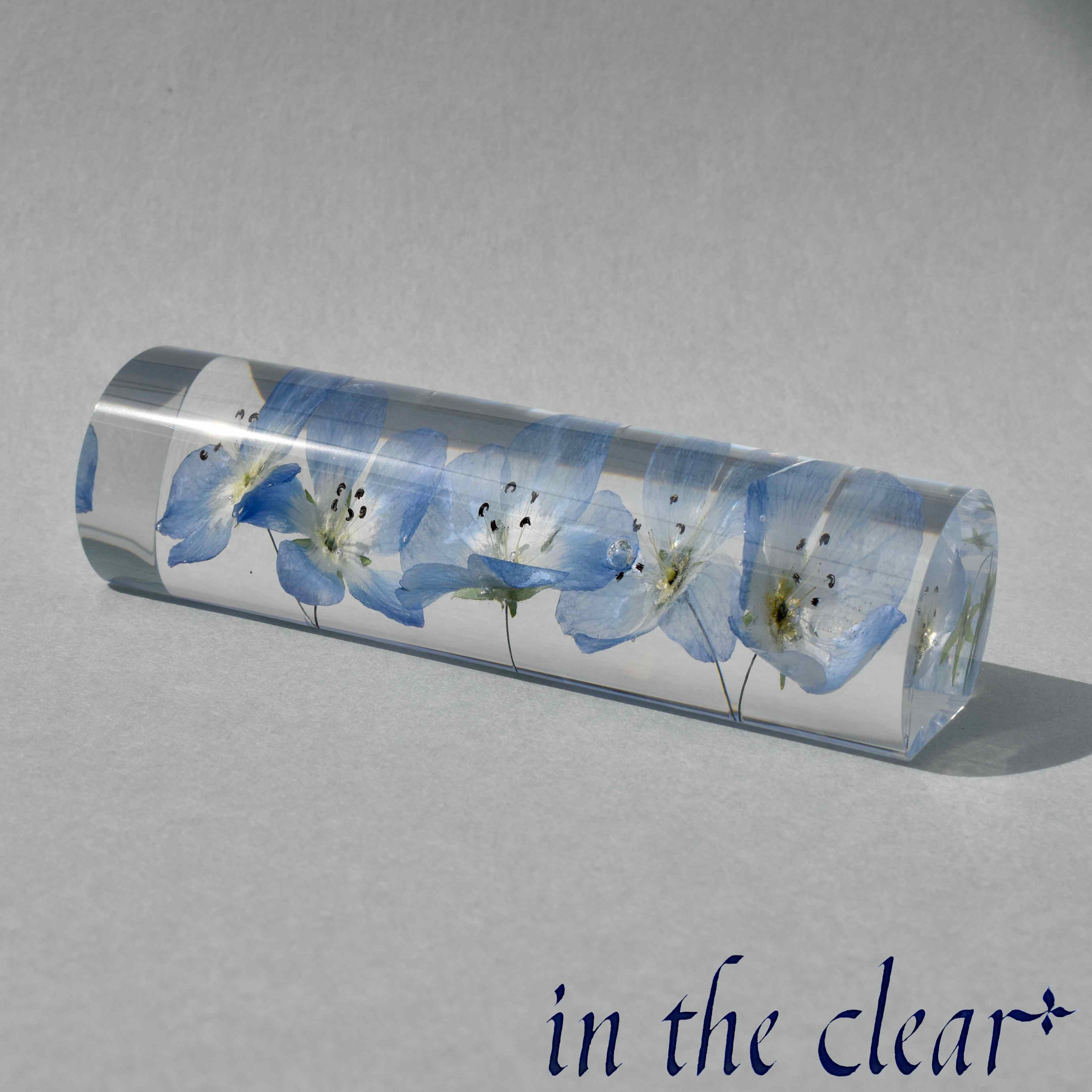 植物標本　ネモフィラ　青　レジン　３センチ円筒形