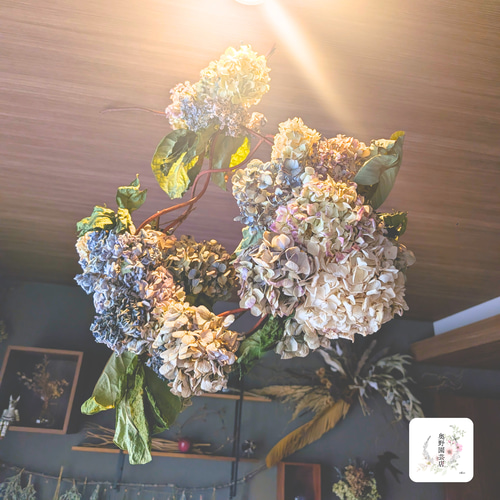 モダンナチュラル紫陽花ドライフラワー吊り下げオブジェ ドライ